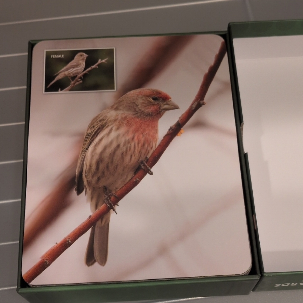 New In box...Backyard Birds Flash Cards - Picture 2 of 5